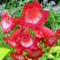 100+PENSTEMON HARTWEGII SENSATION MIX Flower Seeds Drought Tolerant Poor Soil