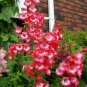 100+PENSTEMON HARTWEGII SENSATION MIX Flower Seeds Drought Tolerant Poor Soil