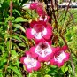 100+PENSTEMON HARTWEGII SENSATION MIX Flower Seeds Drought Tolerant Poor Soil