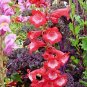 100+PENSTEMON HARTWEGII SENSATION MIX Flower Seeds Drought Tolerant Poor Soil