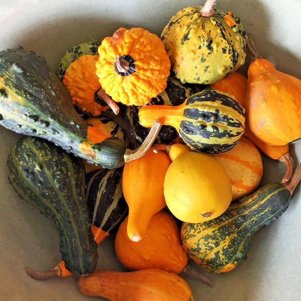 50+SMALL MIXED GOURDS Seeds Hard Shell Type-Crafts Autumn Decoration Baskets