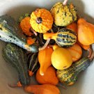 50+SMALL MIXED GOURDS Seeds Hard Shell Type-Crafts Autumn Decoration Baskets