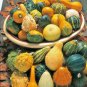 50+SMALL MIXED GOURDS Seeds Hard Shell Type-Crafts Autumn Decoration Baskets