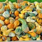 50+SMALL MIXED GOURDS Seeds Hard Shell Type-Crafts Autumn Decoration Baskets