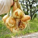 600+TEXAS GRANO 1015Y ONION Seeds Organic Non-Gmo Sweet Short Day Spring/Fall