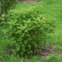 201+SWEET JOE PYE WEED Flower Seeds Vanilla Scented Native Wildflower Clumping