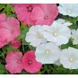 50+ROSE MALLOW MIX Seeds American Wildflower White Pink Rose Garden/ Seeds USA Seller