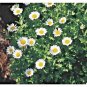 300+CREEPING SNOW DAISY Flower Seeds FAST GROWING GROUDCOVER Butterflies Bees