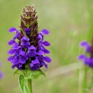 500+HEAL ALL Flower Seeds American Native Wildflower Medicinal Herb Fresh/Dried