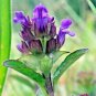 500+HEAL ALL Flower Seeds American Native Wildflower Medicinal Herb Fresh/Dried