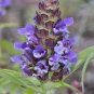500+HEAL ALL Flower Seeds American Native Wildflower Medicinal Herb Fresh/Dried