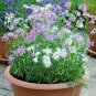 200+DIANTHUS "RAINBOW LOVELINESS MIX" Flower Seeds 5 COLORS Long Lasting Blooms