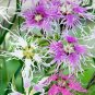 200+DIANTHUS "RAINBOW LOVELINESS MIX" Flower Seeds 5 COLORS Long Lasting Blooms
