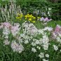 200+DIANTHUS "RAINBOW LOVELINESS MIX" Flower Seeds 5 COLORS Long Lasting Blooms