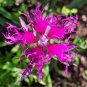 200+DIANTHUS "RAINBOW LOVELINESS MIX" Flower Seeds 5 COLORS Long Lasting Blooms