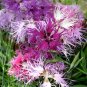 200+DIANTHUS "RAINBOW LOVELINESS MIX" Flower Seeds 5 COLORS Long Lasting Blooms