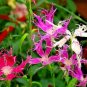 200+DIANTHUS "RAINBOW LOVELINESS MIX" Flower Seeds 5 COLORS Long Lasting Blooms