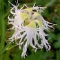 200+DIANTHUS "RAINBOW LOVELINESS MIX" Flower Seeds 5 COLORS Long Lasting Blooms