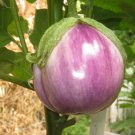 100+ROSA BIANCA EGGPLANT Seeds Italian Heirloom Open Pollinated Container/Garden