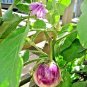 100+ROSA BIANCA EGGPLANT Seeds Italian Heirloom Open Pollinated Container/Garden