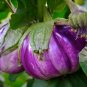 100+ROSA BIANCA EGGPLANT Seeds Italian Heirloom Open Pollinated Container/Garden
