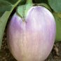 100+ROSA BIANCA EGGPLANT Seeds Italian Heirloom Open Pollinated Container/Garden
