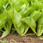600+TENDERGREEN MUSTARD GREENS Seeds Organic Non-GMO Garden/Patio Containers