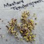 600+TENDERGREEN MUSTARD GREENS Seeds Organic Non-GMO Garden/Patio Containers