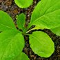 600+TENDERGREEN MUSTARD GREENS Seeds Organic Non-GMO Garden/Patio Containers