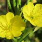 200+(DWARF) MISSOURI EVENING PRIMROSE Flower Seeds Drought Tolerant Groundcover