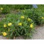 200+(DWARF) MISSOURI EVENING PRIMROSE Flower Seeds Drought Tolerant Groundcover