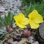 200+(DWARF) MISSOURI EVENING PRIMROSE Flower Seeds Drought Tolerant Groundcover