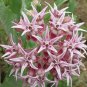 100+SHOWY MILKWEED Seeds Native Wildflower Monarch Caterpillar Food BUTTERFLIES