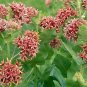 100+SHOWY MILKWEED Seeds Native Wildflower Monarch Caterpillar Food BUTTERFLIES