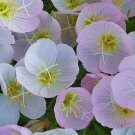 500+SHOWY/MEXICAN EVENING PRIMROSE Seeds Night Blooms Groundcover/Container SALE