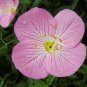 500+SHOWY/MEXICAN EVENING PRIMROSE Seeds Night Blooms Groundcover/Container SALE