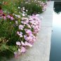 500+SHOWY/MEXICAN EVENING PRIMROSE Seeds Night Blooms Groundcover/Container SALE