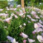 500+SHOWY/MEXICAN EVENING PRIMROSE Seeds Night Blooms Groundcover/Container SALE
