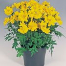 1OZ=4000+LEMON DWARF COSMOS Flower Seeds 24"- 30"Tall Drought Tolerant Compact