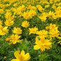 1OZ=4000+LEMON DWARF COSMOS Flower Seeds 24"- 30"Tall Drought Tolerant Compact