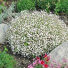 500+BABY'S BREATH Seeds Annual Dried Cut Flowers Bouquet Garden/Patio Containers
