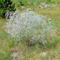 500+BABY'S BREATH Seeds Annual Dried Cut Flowers Bouquet Garden/Patio Containers