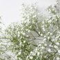 500+BABY'S BREATH Seeds Annual Dried Cut Flowers Bouquet Garden/Patio Containers
