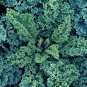 600+VATES BLUE CURLED SCOTCH KALE Seeds Organic Non-GMO Spring/Fall Garden SALE