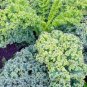 600+VATES BLUE CURLED SCOTCH KALE Seeds Organic Non-GMO Spring/Fall Garden SALE