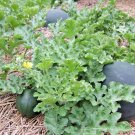 40+SUGAR BABY(Lunch Box)WATERMELON Seeds Non-Gmo Organic 5-9lbs Garden/Container