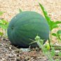 40+SUGAR BABY(Lunch Box)WATERMELON Seeds Non-Gmo Organic 5-9lbs Garden/Container