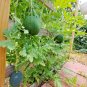 40+SUGAR BABY(Lunch Box)WATERMELON Seeds Non-Gmo Organic 5-9lbs Garden/Container