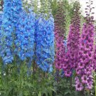 USA Seller LARKSPUR IMPERIAL MIX 900 Seeds Blue Purple Pink White Cut Flower