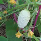 30+MINIATURE SWEET WHITE CUCUMBER Seed Bush Type Patio Container/Garden Organic